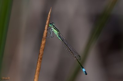 Demosfly_3 Apr 22 2011