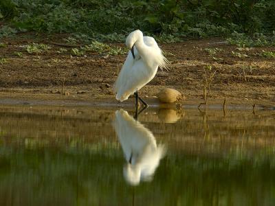 White Heron