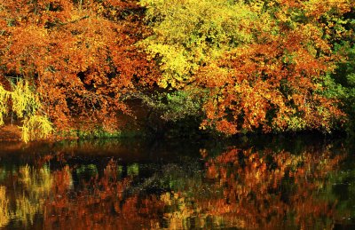 Autumn reflection in the River Swale