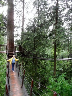 Treetop walkways all over the canyon