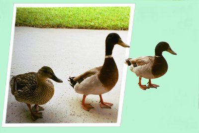 OOB Ducks green