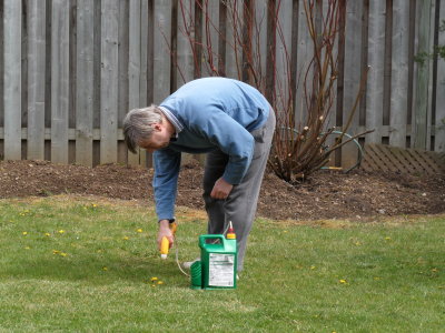 Go ahead dandelion, make my day . . .