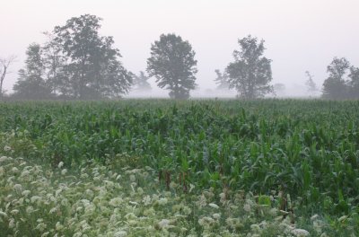 cornfield mist morning