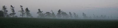 misty tree panorama