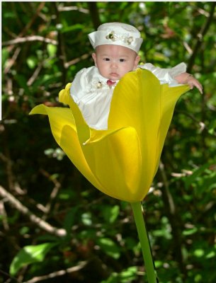 Tori Tulip yellow