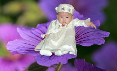 Tori purple flower