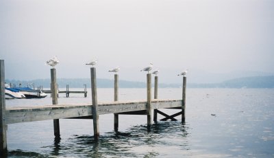 Morning Gulls