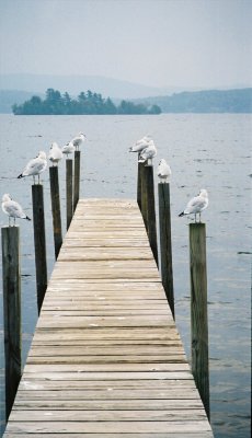 Gulls at Lake George