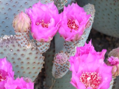 Cactus Rose