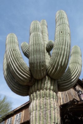 Goldfield Ghost Town, Apache Junction