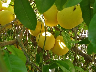 Grapefruit right at our front door