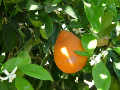 Tangelo