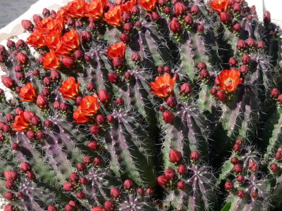Catcus roses