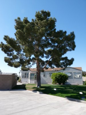 A big pine