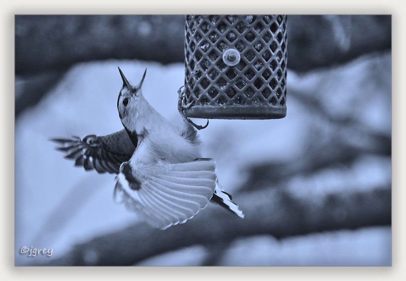 Hey Sparrow! Get Off My Feeder!!