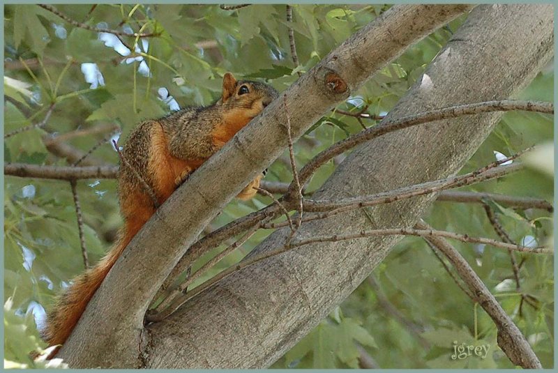 are you hiding, Rocky?