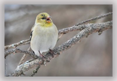 C'mon Everybody! New Seeds In The Feeder!