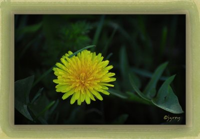 The First Dandelion