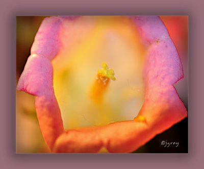 A Flower With No Name