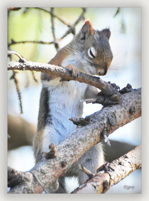 Thank You For All The Peanuts I'm About To Steal. Amen.