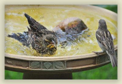 Come On In, Tilly! The Water's Fine!