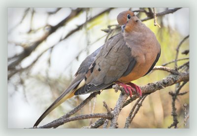 Lonesome Dove