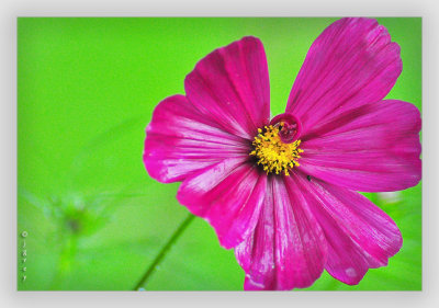 Wet Flower