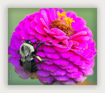 It's Ok Mr. Bumble. You Can Have That Flower!