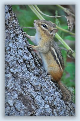 Go Away! Can't You See I'm Trying To Climb This Tree?