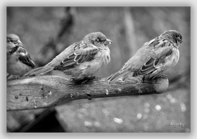 Waiting In Line At The Dewdrop Inn