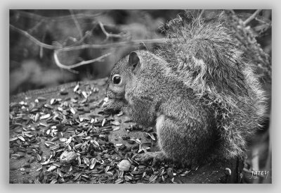 My Tail Is Wet...It's Hard To Concentrate