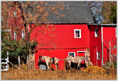 Red Barn