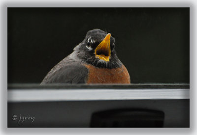 Rockin' Robins