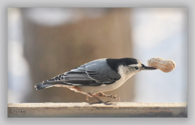 The Nuthatch Gang