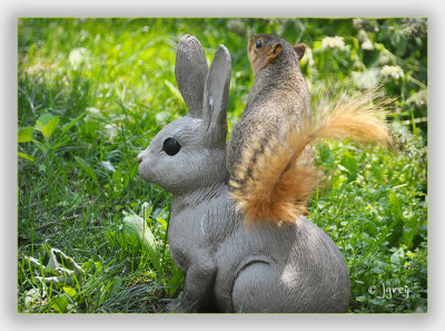 Giddy-Up, Rabbit!!