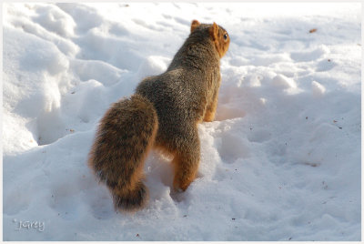 Darn snow...  how am I supposed to find my nuts?