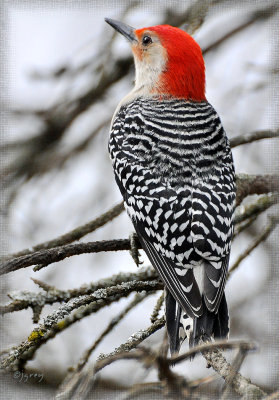 Red Bellied Woodpeckers