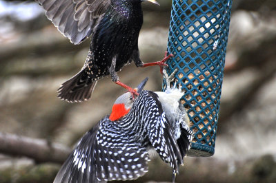 Red Bellied Woodpeckers