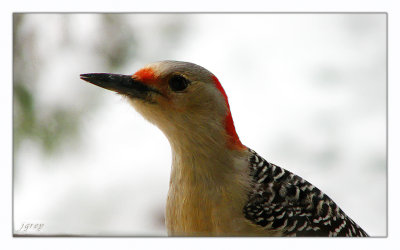 Red-Bellied Window Peeper