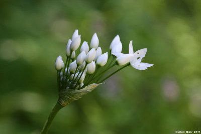 IMG_5637.jpg  Allium neapolitanum