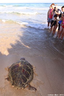IMG_6868.jpg  Release aWounded Sea Turtle back to sea