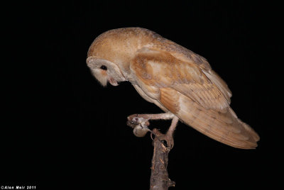 Barn_owl Tyto alba 7337.jpg