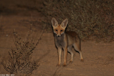 IMG_1503-1   - Vulpes vulpes. Red Fox