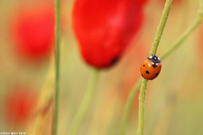 IMG_7201.jpg  Ladybird  - Coccinella septempunctata