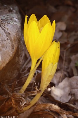 IMG_2994.jpg   Sternbergia clusiana- helmonit