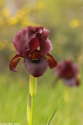 IMG_7506.jpg  Iris atropurpurea  