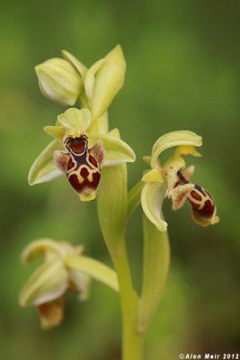 IMG_7188.jpg Ophrys umbilicata