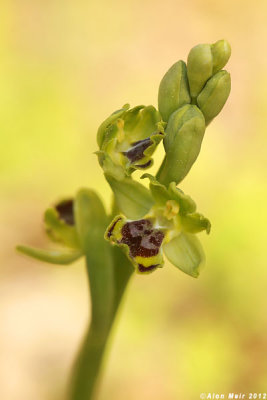 IMG_8006.jpg Ophrys lutea