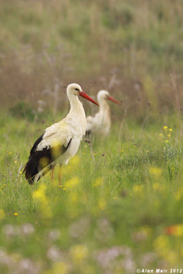 IMG_9673.jpg White Stork