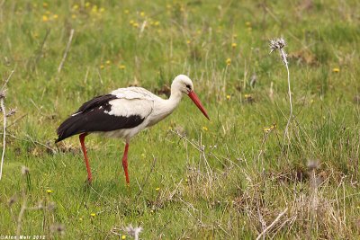 IMG_9633.jpg White Stork